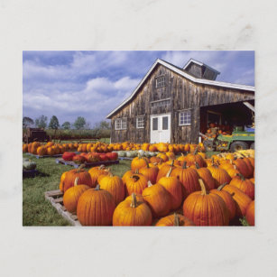 Cartão Postal EUA, Vermont, Shelbourne, Pumpkins