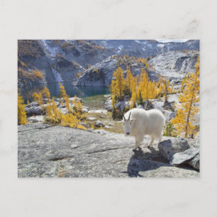 Cartão Postal EUA, WA, latrinas de WIlderness dos Alpes.