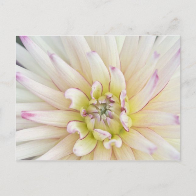 Cartão Postal EUA, Washington, Bellevue, Bellevue Botânico 2 (Frente)