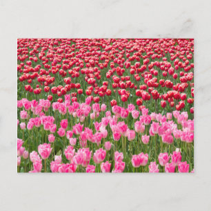 Cartão Postal EUA, Washington. Campo de Tulipas Multicoloridas