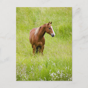 Cartão Postal EUA, Washington, Cavalo em Campo de Primavera,