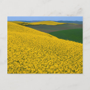 Cartão Postal EUA, Washington, Condado de Whitman, Palouse, Cano