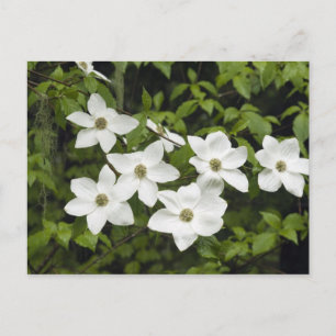 Cartão Postal EUA, Washington, Cornus do Pacífico, Cornus