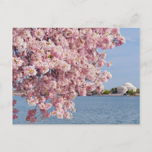 Cartão Postal EUA, Washington DC, cerejeira