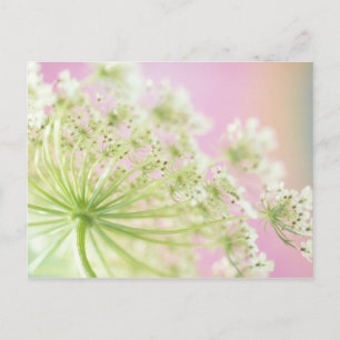 Cartão Postal EUA, Washington, fechamento do pastel de vaca