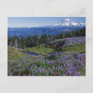 Cartão Postal EUA, Washington Mt. Adams Wilderness, Prados