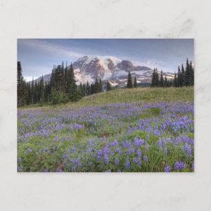 Cartão Postal EUA, Washington, Mt. Rainier NP, Mt. Rainier e
