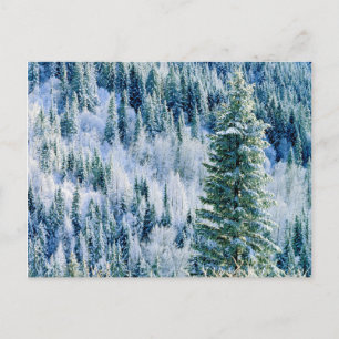 Cartão Postal EUA, Washington, Mt. Spokane State Park, Aspen