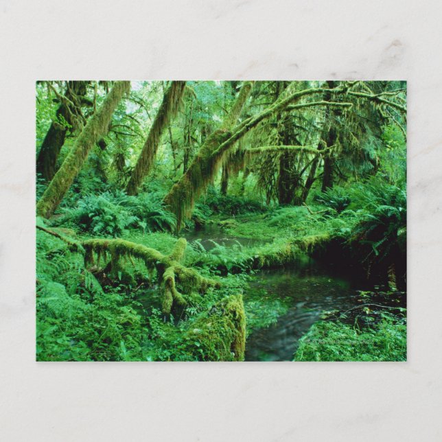 Cartão Postal EUA, Washington, Olimpiadas Nat. Park, Hoh Rain (Frente)