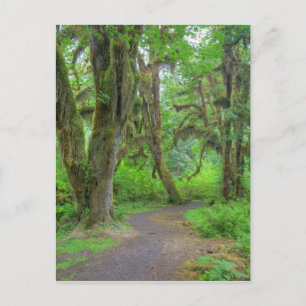 Cartão Postal EUA, Washington, Parque Nacional da Olimpiadas, Ho