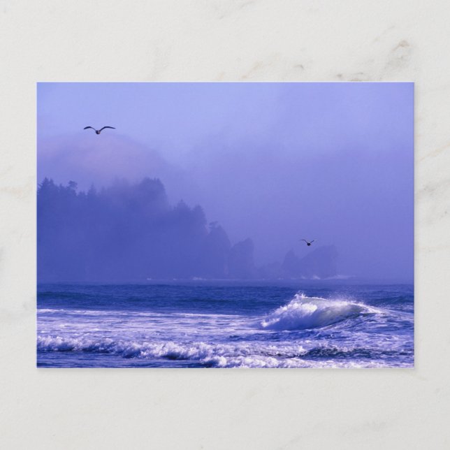 Cartão Postal EUA, Washington, Parque Nacional Olimpiadas. Névoa (Frente)