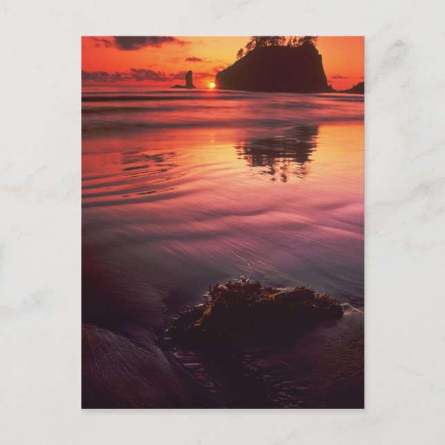 Cartão Postal EUA, Washington, Parque Nacional Olimpiadas. Sunse (Frente)