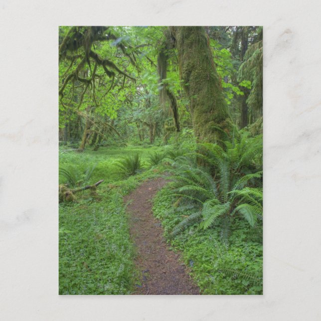 Cartão Postal EUA, Washington, Parque Nacional Olímpico, (Frente)