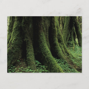 Cartão Postal EUA, Washington, Parque Nacional Olímpico, 2