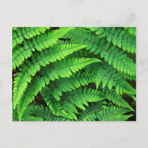 Cartão Postal EUA, Washington, Parque Nacional Olímpico, Athyriu