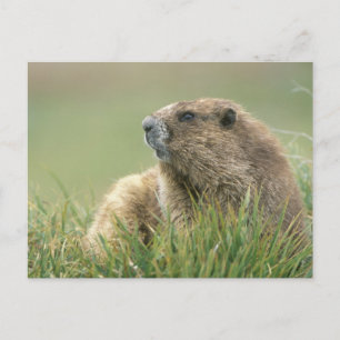 Cartão Postal EUA, Washington, Parque Nacional Olímpico, Marmota