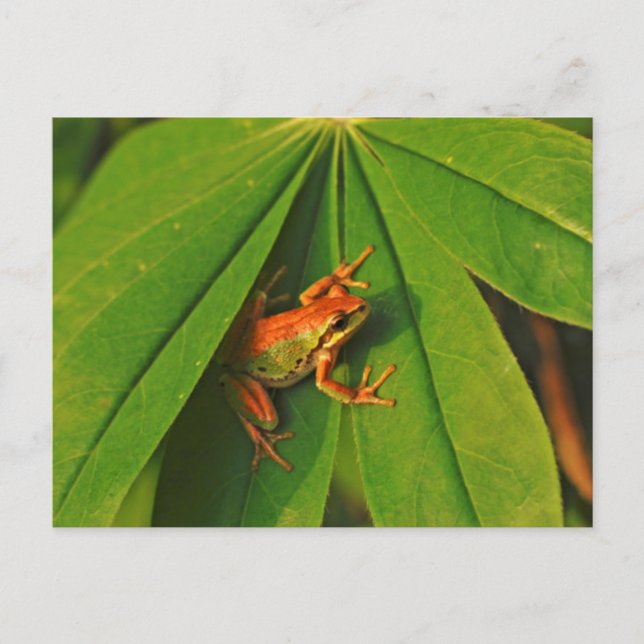 Cartão Postal EUA, Washington, Seattle, Discovery Park 2 (Frente)