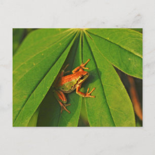 Cartão Postal EUA, Washington, Seattle, Discovery Park 2