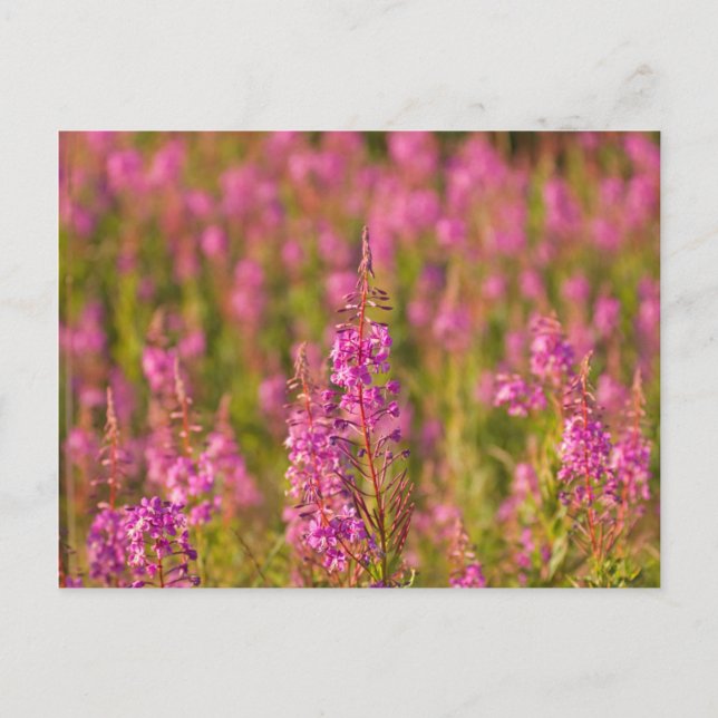 Cartão Postal EUA, Washington, Seattle, Discovery Park 3 (Frente)