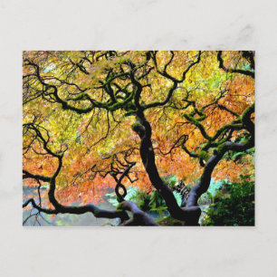 Cartão Postal EUA, Washington, Seattle, Jardim Kubota.