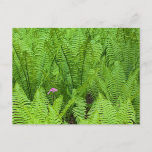 Cartão Postal EUA, Washington, Seattle, Washington Park