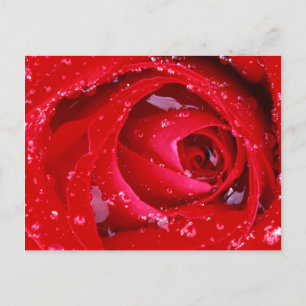 Cartão Postal EUA, Washington, Spokane County, Manito Park