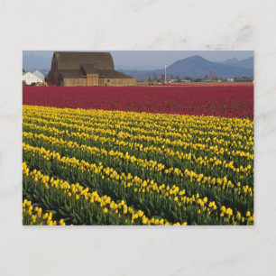 Cartão Postal EUA, Washington, Vale de Skagit. Campos de tulipas