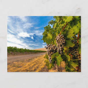 Cartão Postal EUA, Washington, Vale de Yakima. Uvas Merlot