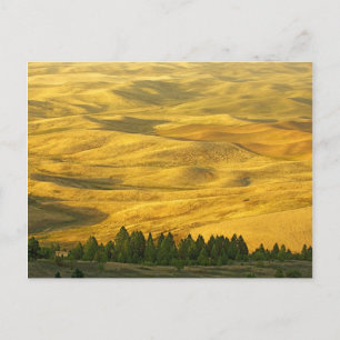 Cartão Postal EUA, Washington, Whitman County, Palouse, Wheat
