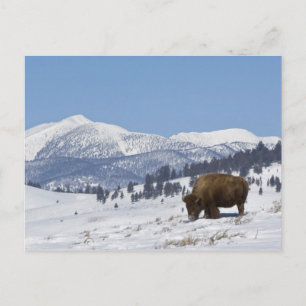 Cartão Postal EUA, WY, Parque Nacional de Yellowstone, Bisonte A