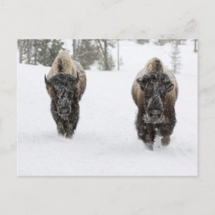 Cartão Postal EUA, WY, Parque Nacional Yellowstone, Bisonte Amer