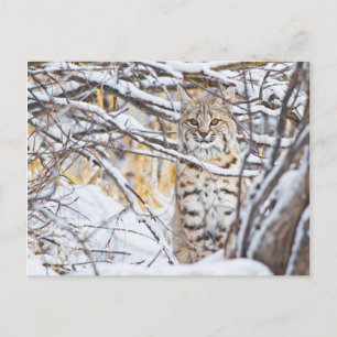 Cartão Postal EUA, Wyoming, Bobcat sentado em coberto de neve