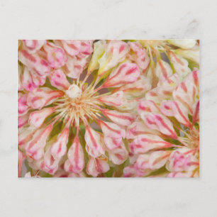 Cartão Postal EUA, Wyoming, close-up da flor selvagem trigo mour