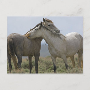 Cartão Postal EUA, Wyoming, Condado de Carbon. Cavalos selvagens