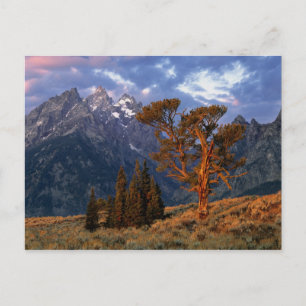Cartão Postal EUA, Wyoming, Grand Teton NP. Um cedro solitário