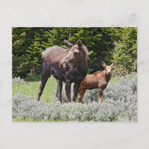 Cartão Postal EUA, Wyoming, Montanhas Bighorn, alce Alces