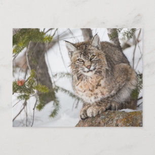 Cartão Postal EUA, Wyoming, Parque Nacional de Yellowstone, Bobc