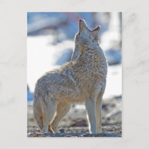 Cartão Postal EUA, Wyoming, Parque Nacional de Yellowstone, coio