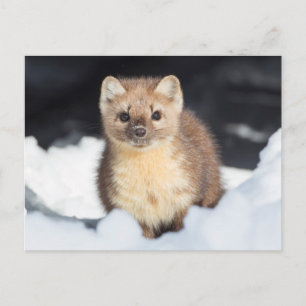 Cartão Postal EUA, Wyoming, Parque Nacional Yellowstone 2