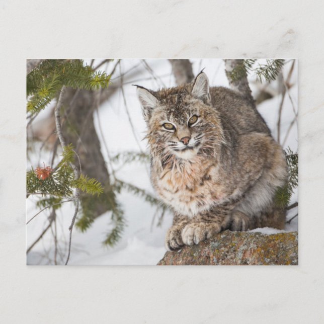Cartão Postal EUA, Wyoming, Parque Nacional Yellowstone, Bobcat (Frente)