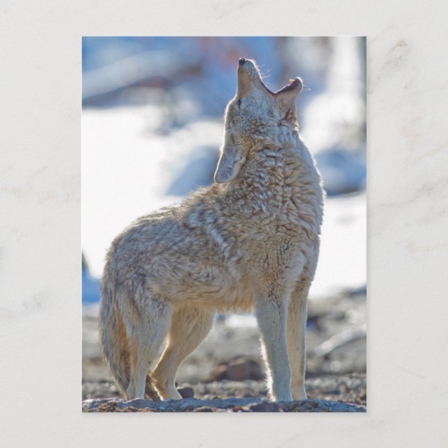 Cartão Postal EUA, Wyoming, Parque Nacional Yellowstone, Coyote (Frente)