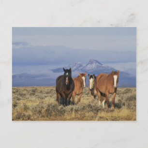 Cartão Postal EUA, Wyoming, perto de Cody Grupo de cavalos