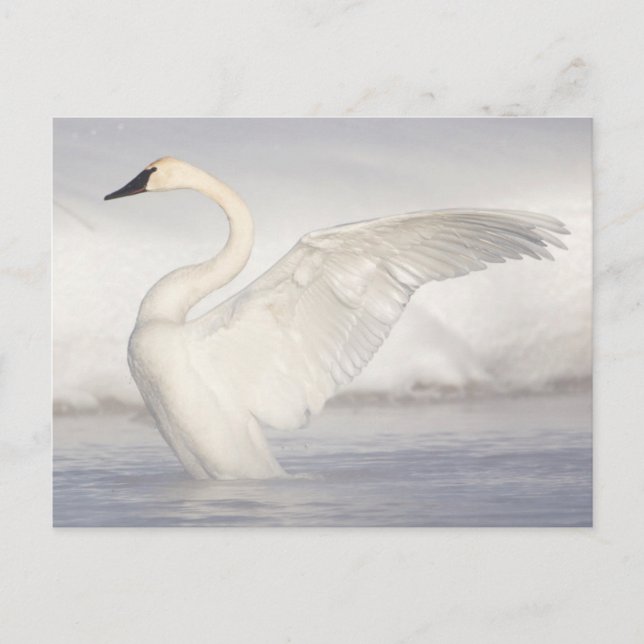 Cartão Postal EUA, Wyoming, Trompeter Swan estende asas (Frente)