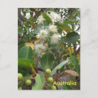 Eucalipto australiano em flor