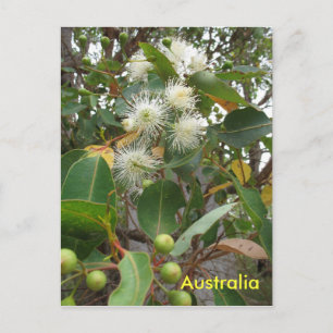 Cartão Postal Eucalipto australiano em flor