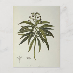 Cartão Postal Euphorbia Mellifera