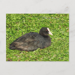 Cartão Postal Eurasian Coot, Roath Park Lake, Cardiff, País de