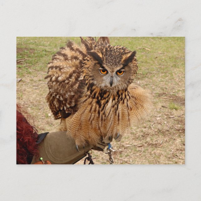 Cartão Postal Eurasian Eagle Owl (Frente)