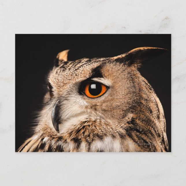 Cartão Postal Eurasian Eagle Owl (Frente)