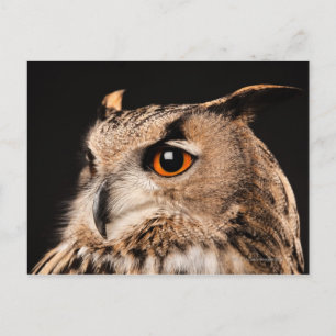 Cartão Postal Eurasian Eagle Owl